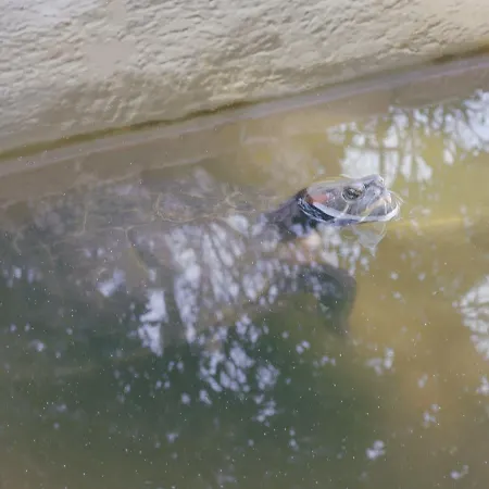 Calalanotte Recanati