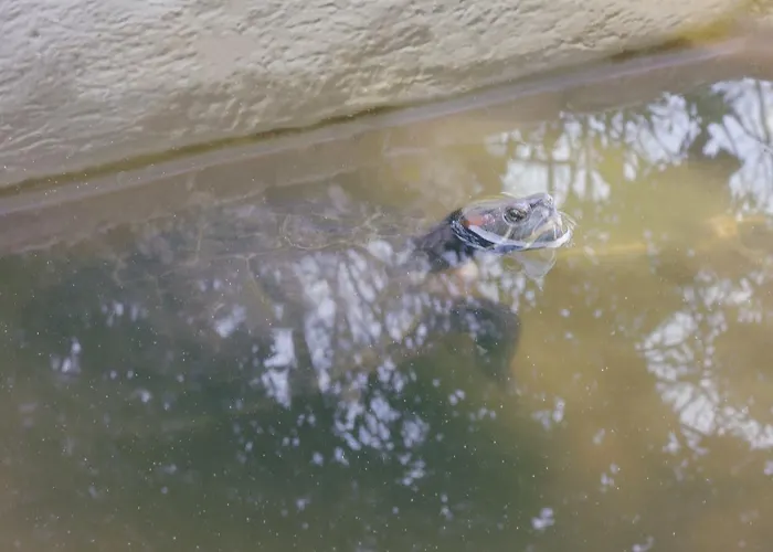 Calalanotte 레카나티